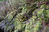 Hills Creek Foliage.JPG (1842605 bytes)