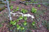 Snow on Forest Floor.JPG (1008557 bytes)
