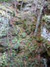 Bear town is a large Forest Wonder of rocks and caves