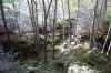 Rocks and foliage