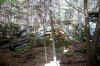 the trees grow in such little light
