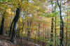 Trees in the height of Fall colors