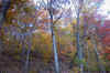 AUT_2859.JPG (476580 bytes)