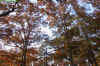 The tops of majestic oak trees in the fall