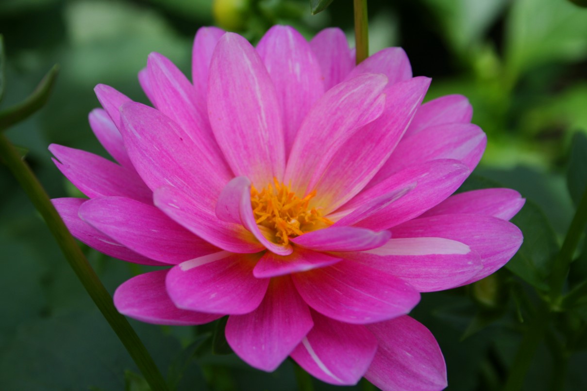 http://www.forestwander.com/images/Beautiful-pink-flower2.JPG