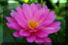 Beautiful-pink-flower2.JPG (145545 bytes)