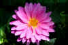 Beautiful-pink-flower.JPG (190677 bytes)