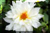 Beautiful-white-flower.JPG (145252 bytes)