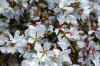 Bee1.jpg (207039 bytes)