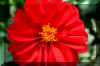 Big-Red_flower.JPG (140484 bytes)