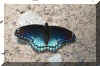 Blue-Butterfly.jpg (331088 bytes)