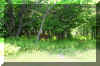 Buck-in-woods.jpg (414085 bytes)