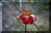 CarnivorousCranberry_flower.jpg (127455 bytes)