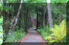 Cranberry-Glades-Trail