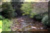 Cranberryriver1_creek.JPG (472938 bytes)