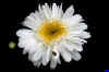 Daisy lady bug_flower.jpg (121394 bytes)