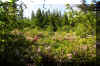 Dolly Sods Spring Wild Azaleas Rhododendrons .jpg (396508 bytes)