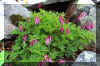 Dollyflowers1.JPG (391841 bytes)