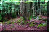 Elakala-Tree.jpg (523466 bytes)