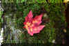 Fall-Leaf.JPG (370489 bytes)