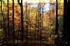 Fall-Trees-Babcock.JPG (457706 bytes)