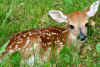 Baby fawn deer in the grass