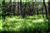 Fern-Forest3.jpg (514180 bytes)