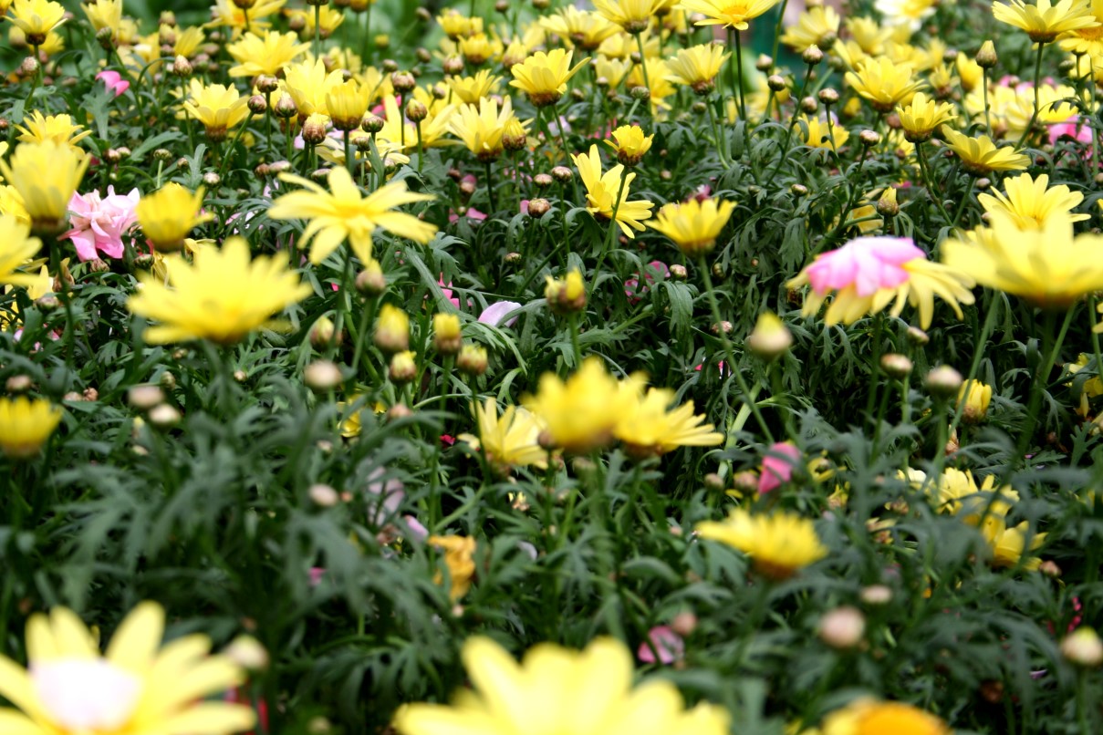 http://www.forestwander.com/images/Field-Flowers.JPG