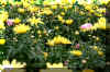 Field-Flowers.JPG (282060 bytes)