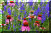 Field of Flowers1.jpg (288610 bytes)
