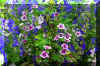 Field of Flowers2.jpg (414497 bytes)