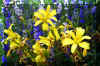 Field of Flowers 3.jpg (363999 bytes)