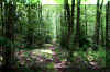 Fisher-Spring-Trail.jpg (472069 bytes)