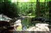 Fisher-Spring_creek.jpg (420621 bytes)