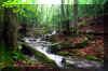 Holly River State Park waterfall run 1.jpg (331483 bytes)