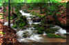 Holly_river_run_2.jpg (312526 bytes)