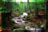 Holly_river_run_3.jpg (332119 bytes)