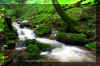 Holly_river_run_4.jpg (331182 bytes)