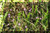 Wild Flowers growing in a Field.JPG (440852 bytes)