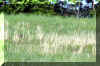 IMG_1291.JPG (218332 bytes)