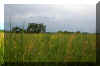 Springtime Field.JPG (230812 bytes)