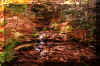 Judy-Springs-waterfall-2.jpg (461803 bytes)