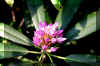 Mountain-Rhododendron-Bloom.jpg (176280 bytes)