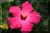 Pink-flower.JPG (173624 bytes)