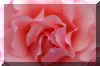 Pinkrose_flower.JPG (134831 bytes)