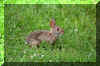 Rabbit.jpg (283004 bytes)