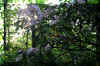 Wild-Rododendren-Sun_flower.jpg (310763 bytes)