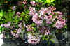 Wild-Rododendren_flower.jpg (367179 bytes)