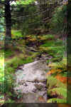 Wilderness-road-1.jpg (420983 bytes)