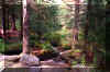 Wilderness-road.jpg (429734 bytes)
